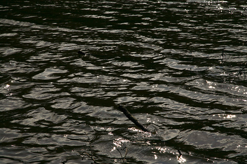 Palowice w obiektywie, fot. Grzegorz Mitręga