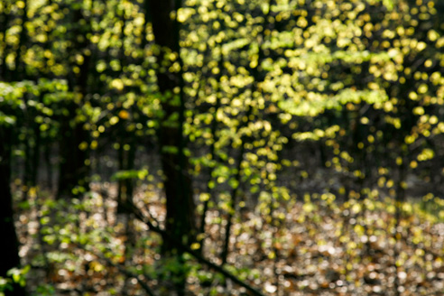 Palowice w obiektywie, fot. Grzegorz Mitręga