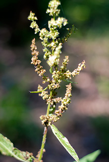 Palowice w obiektywie, fot. Grzegorz Mitręga