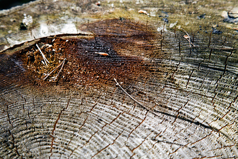 Palowice w obiektywie, fot. Grzegorz Mitręga