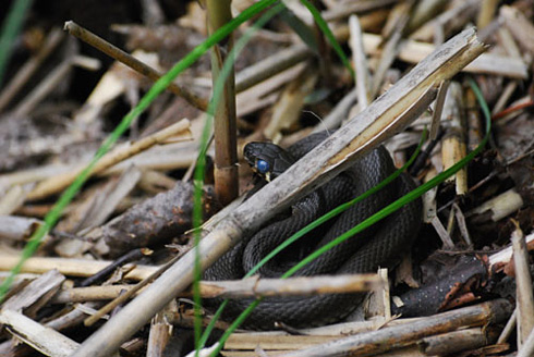 Palowice w obiektywie, fot. Tadeusz Stawowczyk