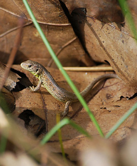 Palowice w obiektywie, fot. Tadeusz Stawowczyk
