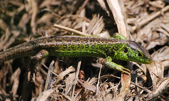 Palowice w obiektywie, fot. Tadeusz Stawowczyk