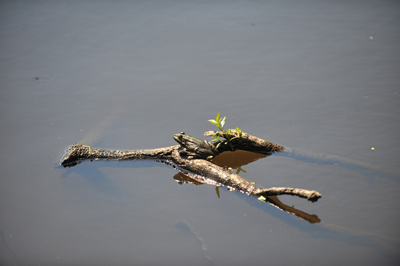 Palowice w obiektywie, fot. Tadeusz Stawowczyk