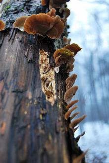 Palowice w obiektywie, fot. Tadeusz Stawowczyk