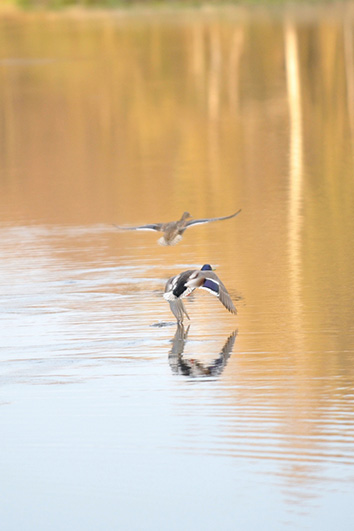 Palowice w obiektywie, fot. Tadeusz Stawowczyk