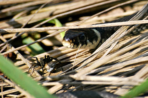 Palowice w obiektywie, fot. Tadeusz Stawowczyk