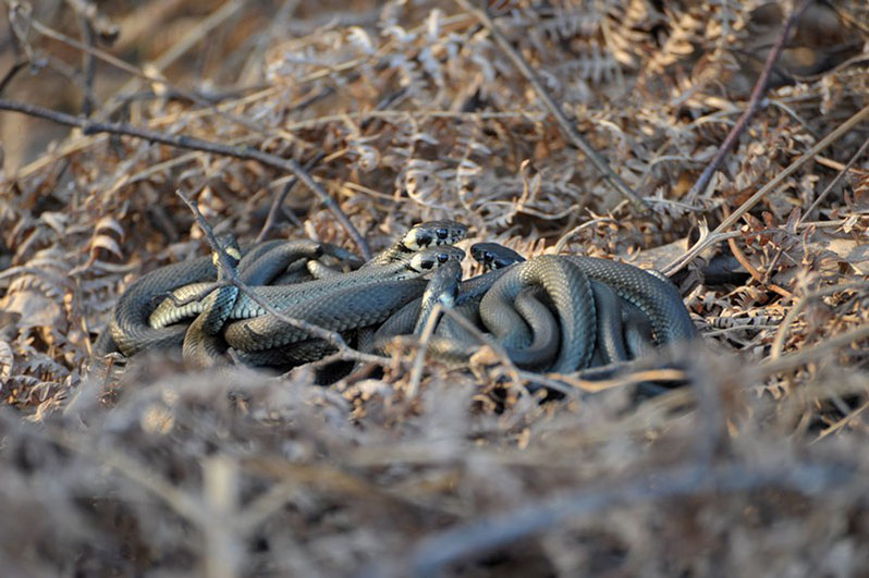 Palowice w obiektywie, fot. Tadeusz Stawowczyk