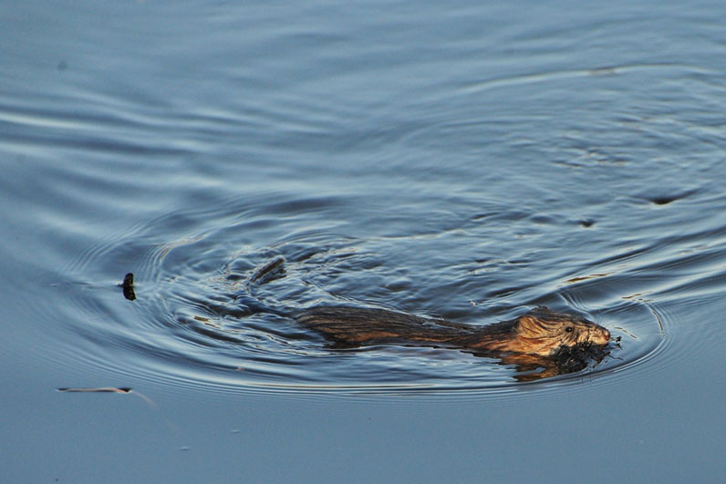 Palowice w obiektywie, fot. Tadeusz Stawowczyk