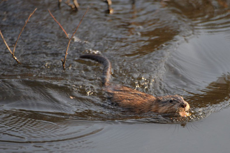 Palowice w obiektywie, fot. Tadeusz Stawowczyk