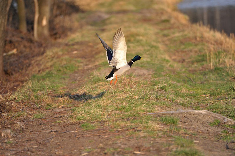 Palowice w obiektywie, fot. Tadeusz Stawowczyk