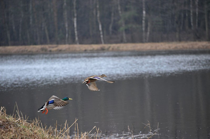 Palowice w obiektywie, fot. Tadeusz Stawowczyk