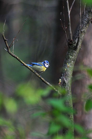 Palowice w obiektywie, fot. Tadeusz Stawowczyk