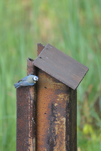 Palowice w obiektywie, fot. Tadeusz Stawowczyk