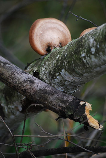 Palowice w obiektywie, fot. Tadeusz Stawowczyk