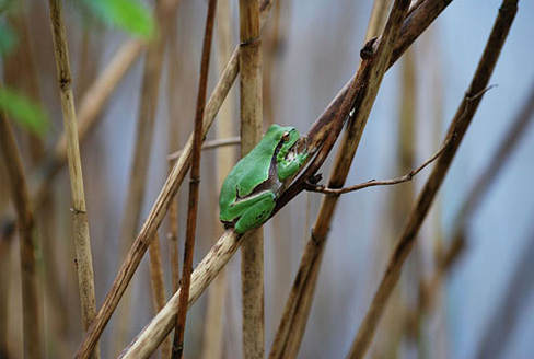 Palowice w obiektywie, fot. Tadeusz Stawowczyk