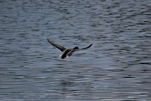 Palowice w obiektywie, fot. Tadeusz Stawowczyk