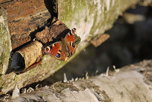 Palowice w obiektywie, fot. Tadeusz Stawowczyk