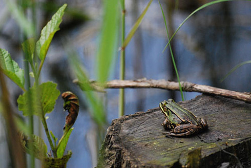 Palowice w obiektywie, fot. Tadeusz Stawowczyk