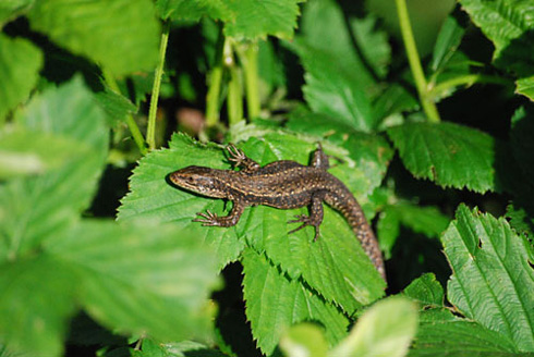 Palowice w obiektywie, fot. Tadeusz Stawowczyk