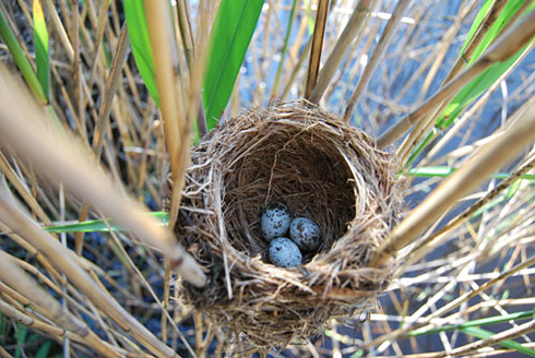 Palowice w obiektywie, fot. Tadeusz Stawowczyk