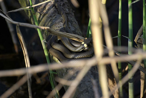 Palowice w obiektywie, fot. Tadeusz Stawowczyk