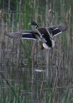 Palowice w obiektywie, fot. Tadeusz Stawowczyk