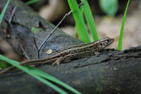 Palowice w obiektywie, fot. Tadeusz Stawowczyk