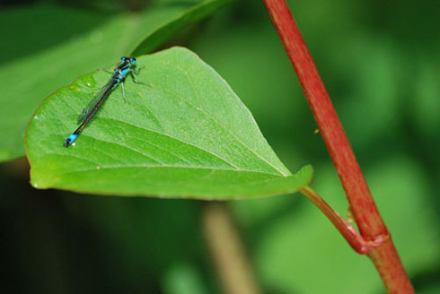 Palowice w obiektywie, fot. Tadeusz Stawowczyk
