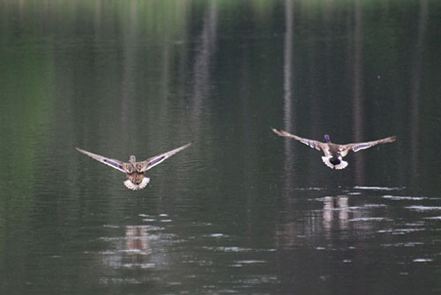 Palowice w obiektywie, fot. Tadeusz Stawowczyk