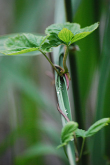 Palowice w obiektywie, fot. Tadeusz Stawowczyk