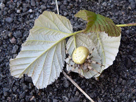 Palowice w obiektywie, fot. Tadeusz Stawowczyk
