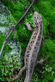 Palowice w obiektywie, fot. Tadeusz Stawowczyk