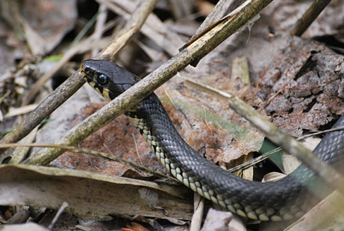 Palowice w obiektywie, fot. Tadeusz Stawowczyk