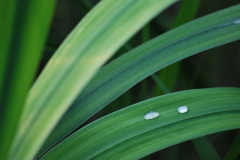 Palowice w obiektywie, fot. Tadeusz Stawowczyk