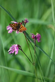 Palowice w obiektywie, fot. Tadeusz Stawowczyk