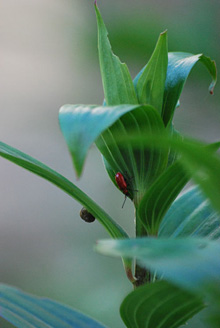 Palowice w obiektywie, fot. Tadeusz Stawowczyk