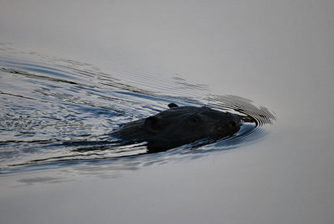 Palowice w obiektywie, fot. Tadeusz Stawowczyk