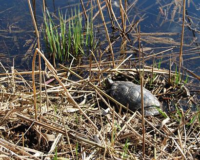 Palowice w obiektywie, fot. Tadeusz Stawowczyk