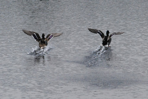 Palowice w obiektywie, fot. Tadeusz Stawowczyk