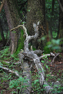 Palowice w obiektywie, fot. Tadeusz Stawowczyk