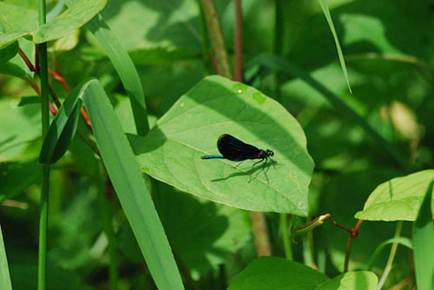 Palowice w obiektywie, fot. Tadeusz Stawowczyk