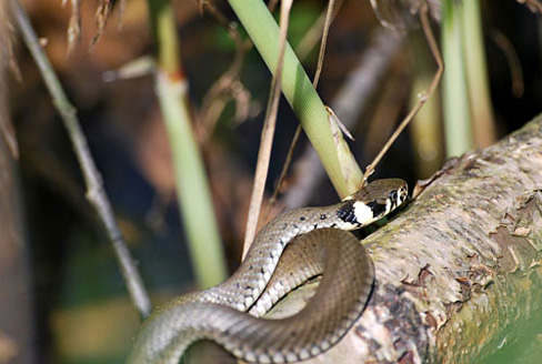 Palowice w obiektywie, fot. Tadeusz Stawowczyk