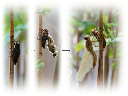 Palowice w obiektywie, fot. Tadeusz Stawowczyk